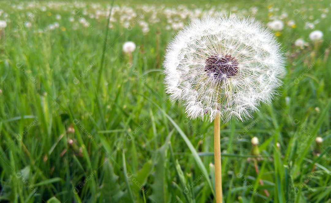 Dente de leão em fundo natural