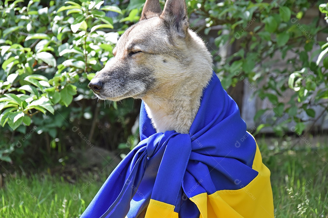 Husky sentando com amarração de bandeira sobree seu corpo