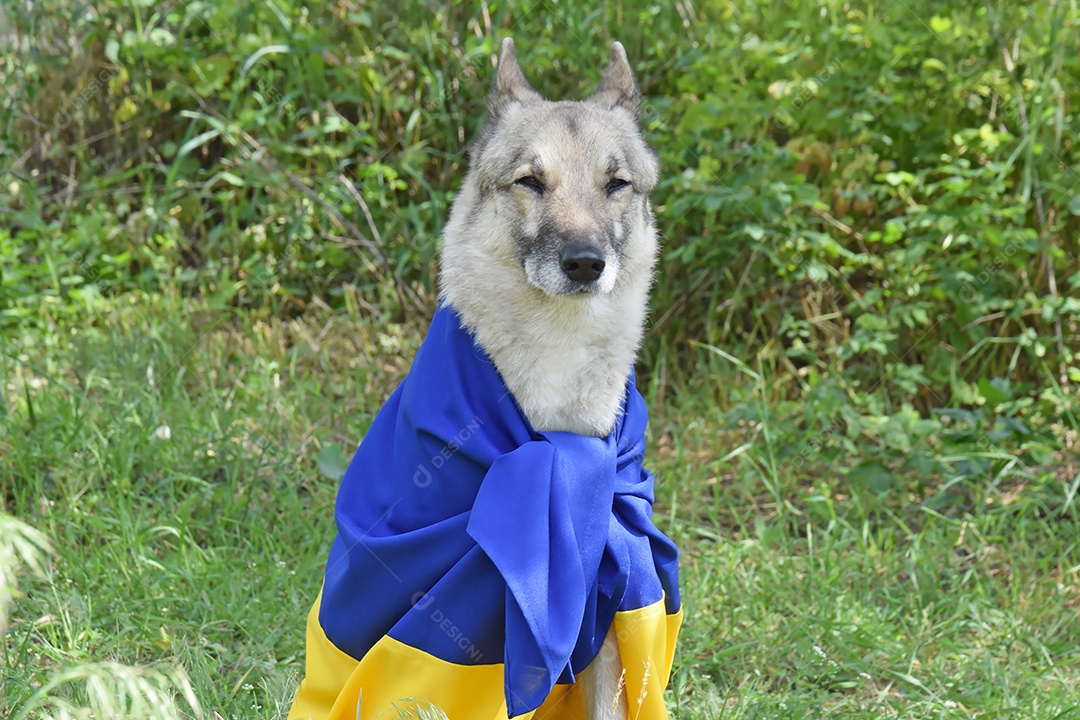 Husky siberiano com bandeira em fundo de plantas