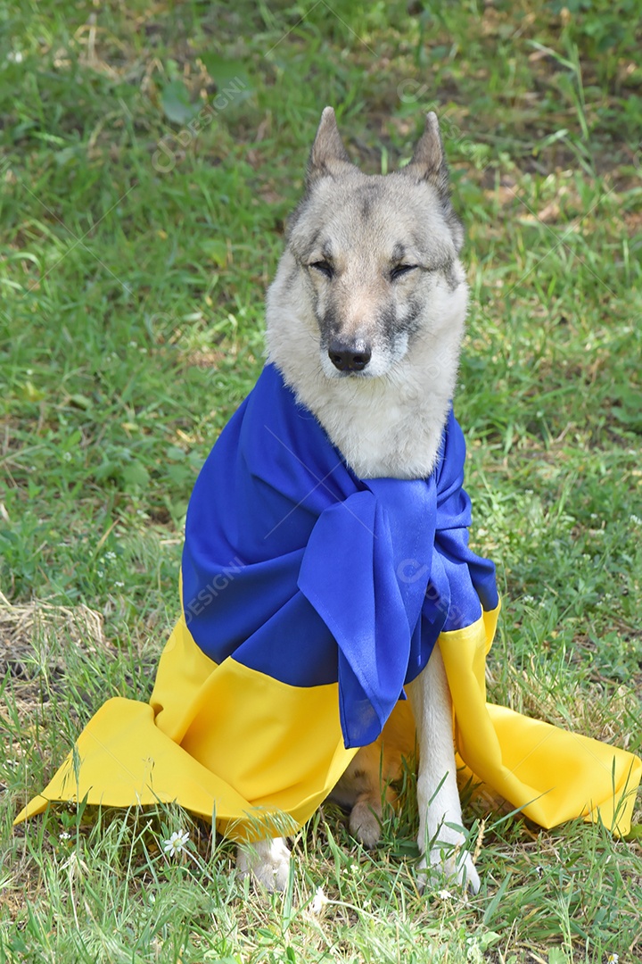 Cachorro husky com bandeira ucraniana