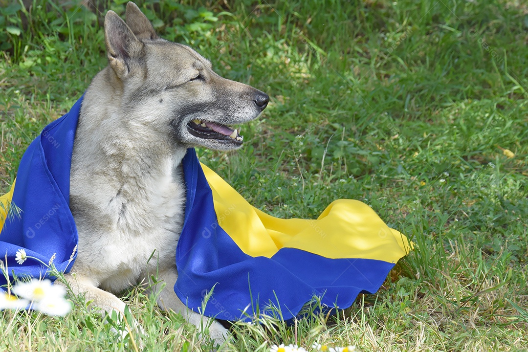 Cachorro com bandeira da Ucrânia