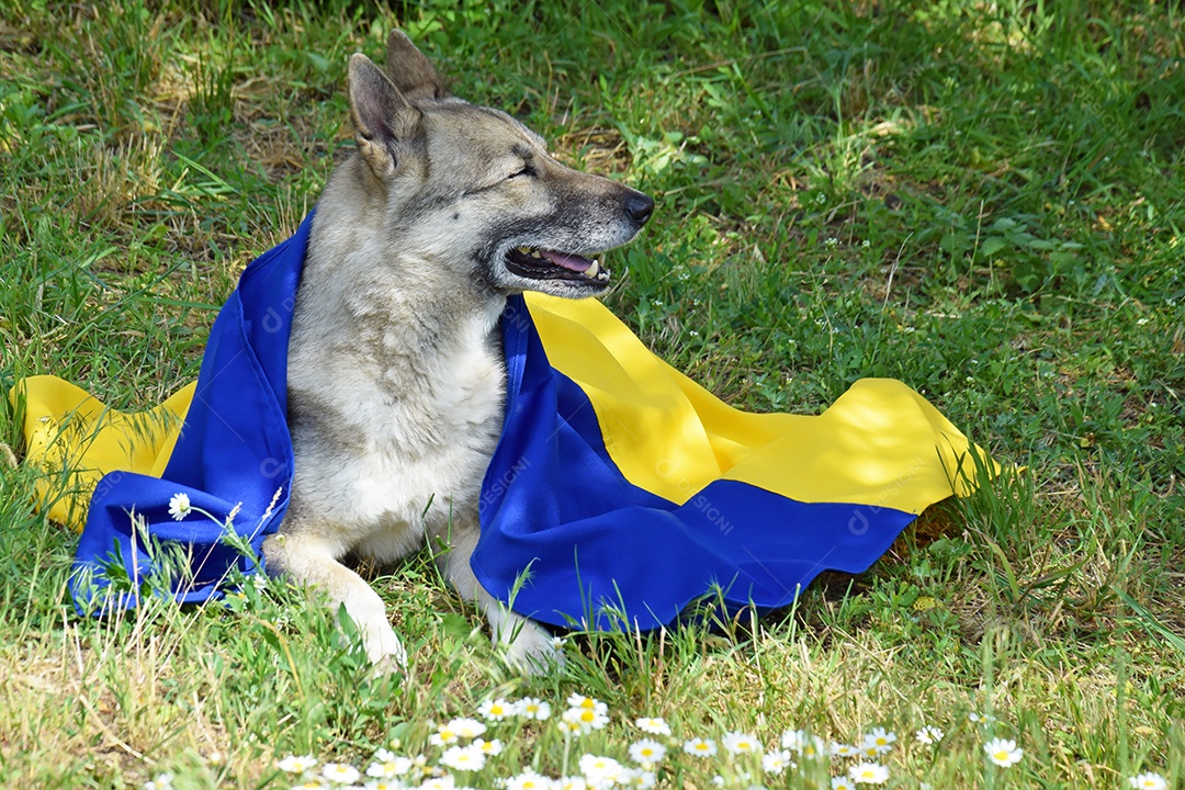Husky Siberiano tático e militar coberto com a bandeira nacional da Ucrânia