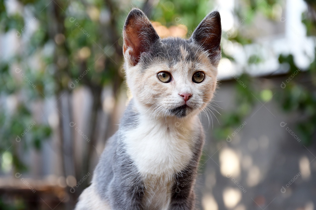 Pequeno gato em cima de algo
