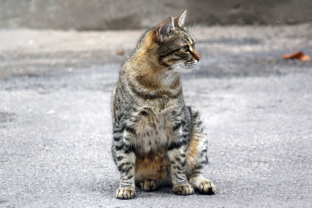 Gato listrado sentado em chão de cimento