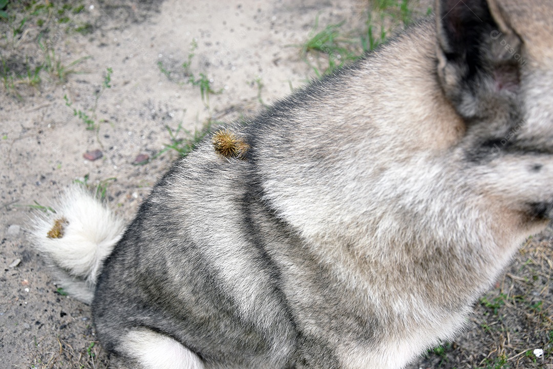 Cachorro com muito cardo grudados