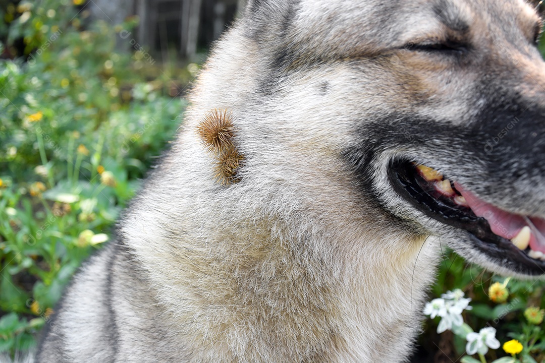 Cachorro com carrapichos grudado no pelo