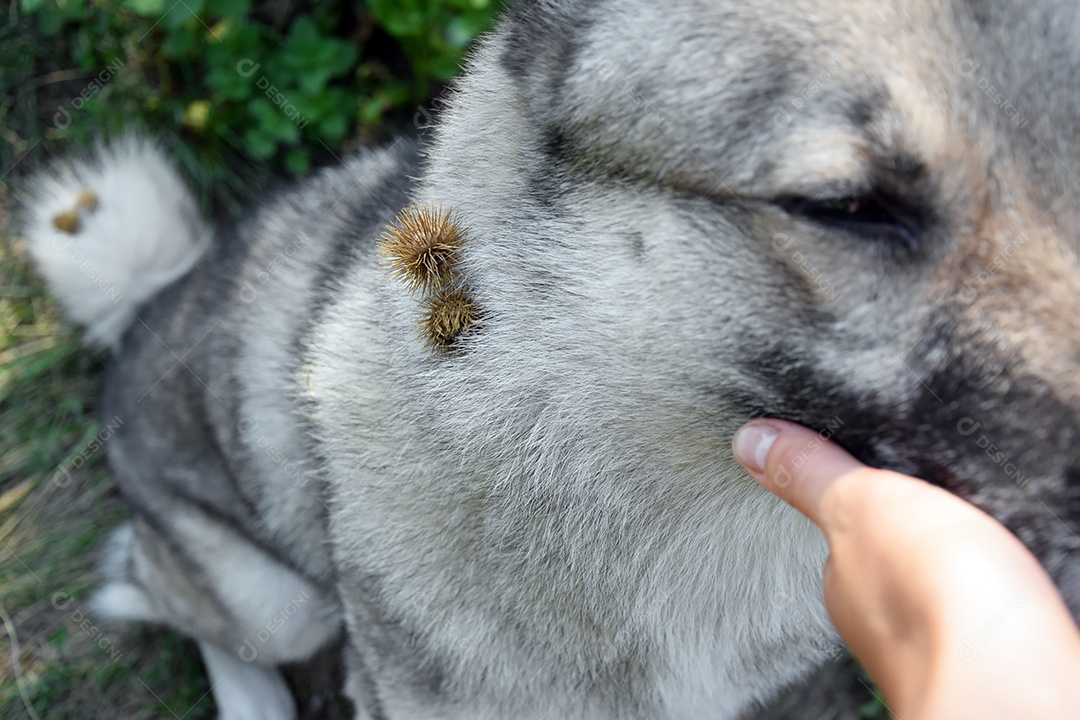Muitos Cardos ou carrapichos grudado em pelo canino