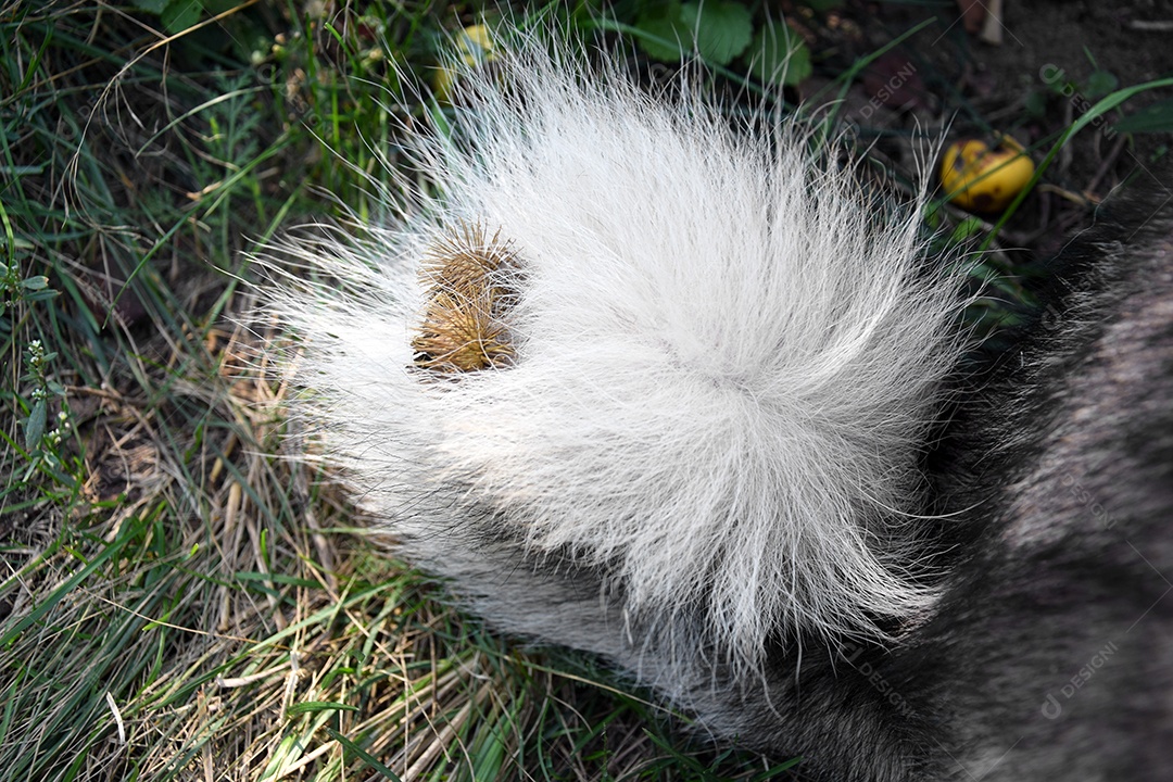 Após a caminhada planta carrapicho pendurou no cachorro
