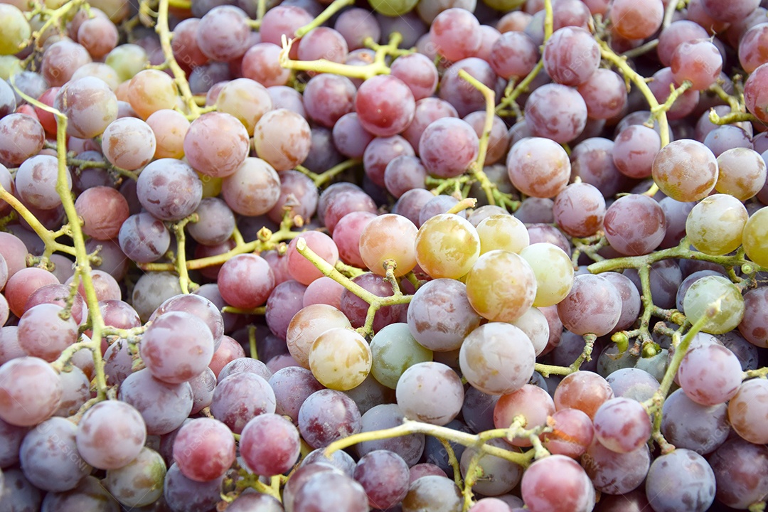 Uvas roxas colheita muitas uvas