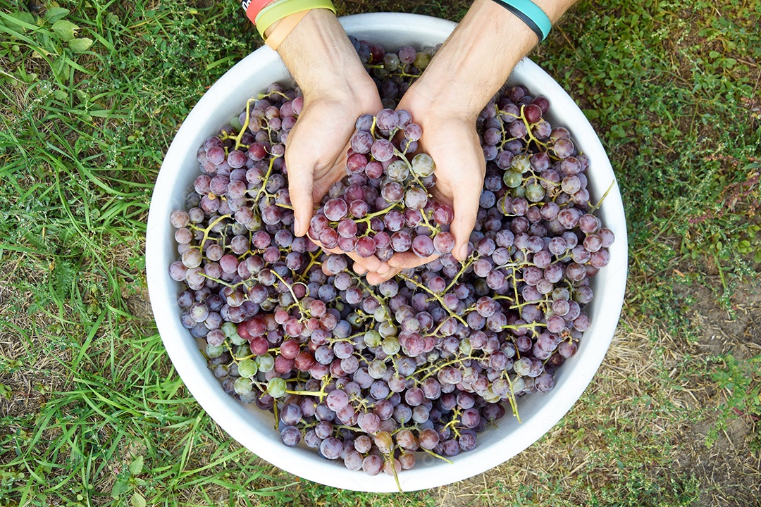 Bacia com muitas uvas rochas sobre o chão