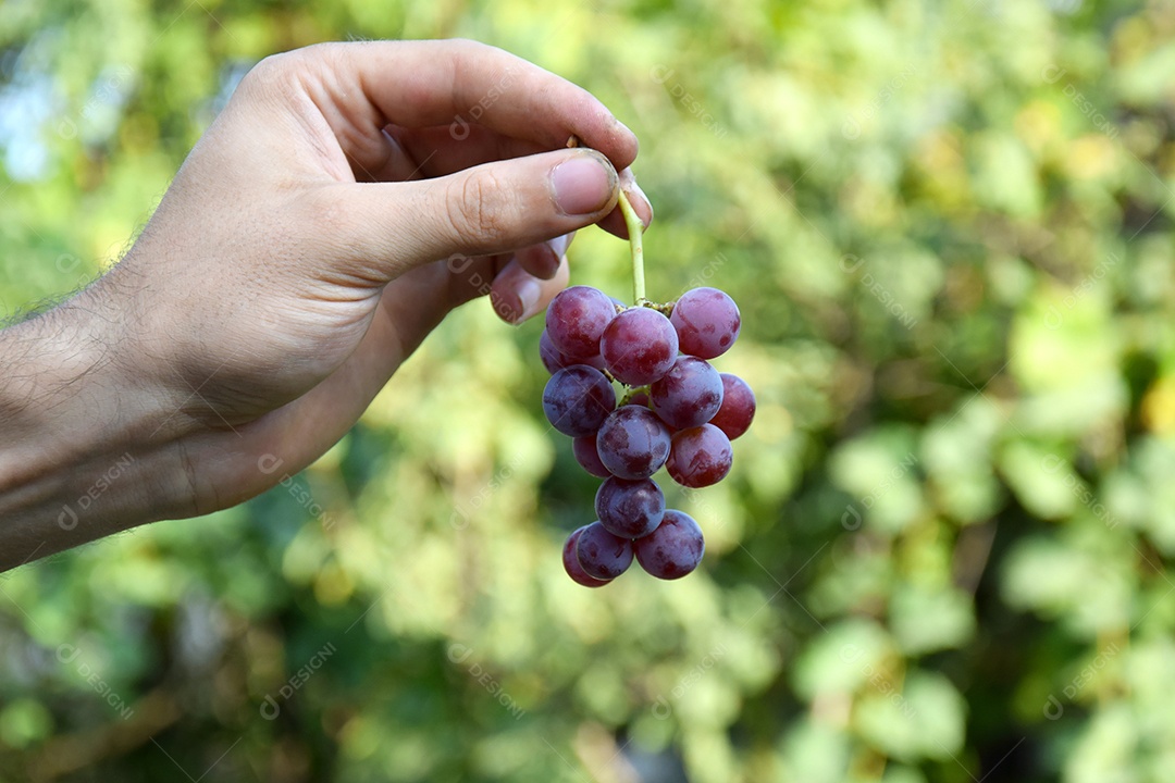 Mão segurando cacho de uva
