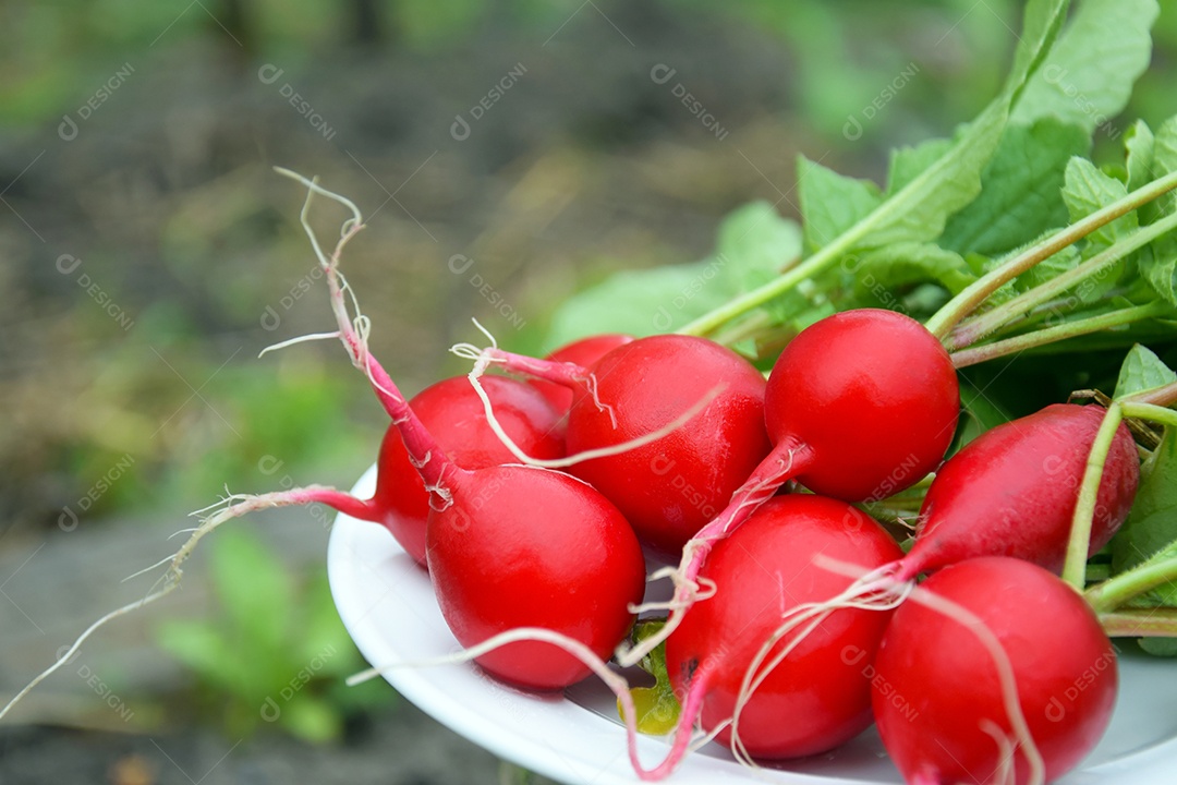 Prato cheio de rabanetes vermelhos