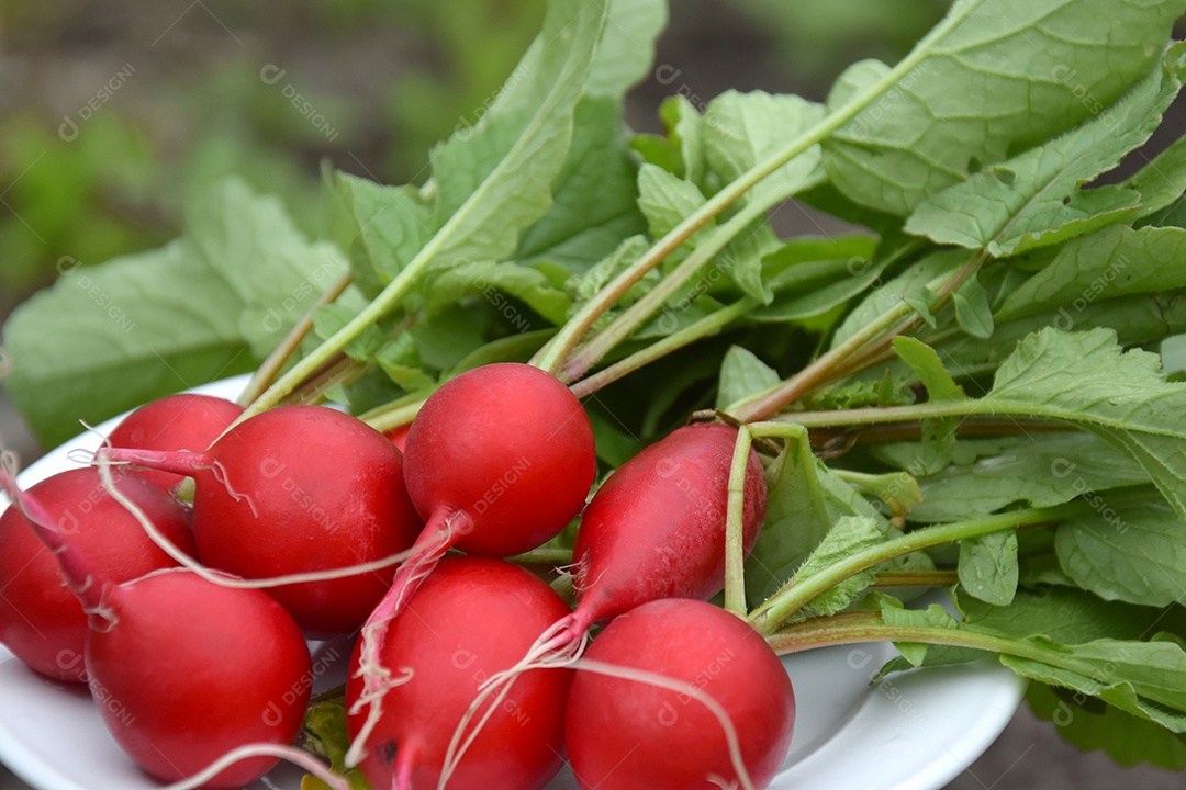 Rabanetes vermelhos colheita