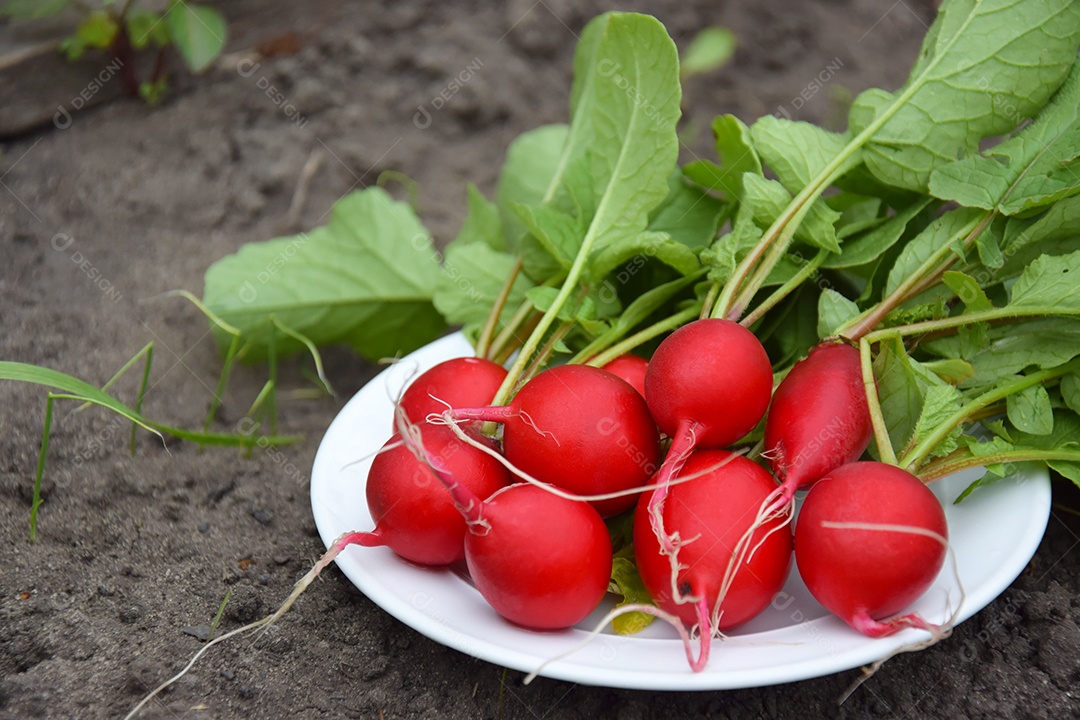 Colheita em horta de rabanetes