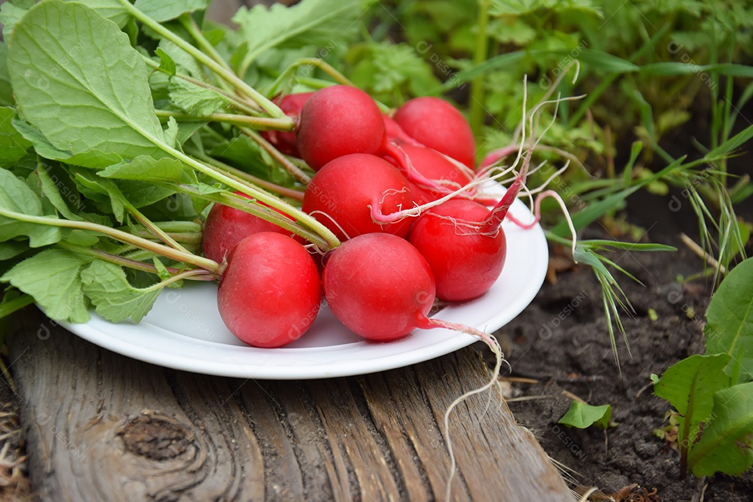 Rabanetes vermelhos colheita