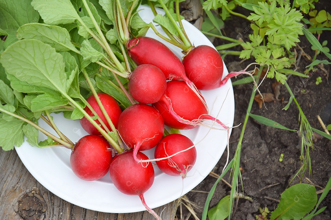 Prato com rabanetes vermelho em tábua da horta