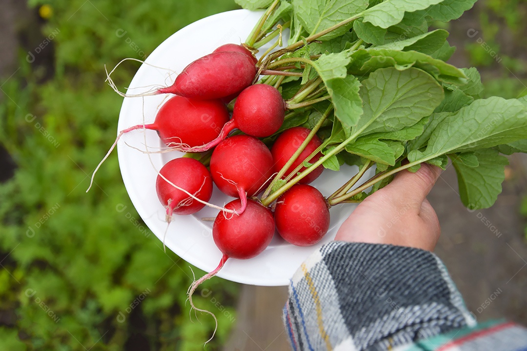 Prato branco cheio de rabanetes vermelhos sobre fundo de horta