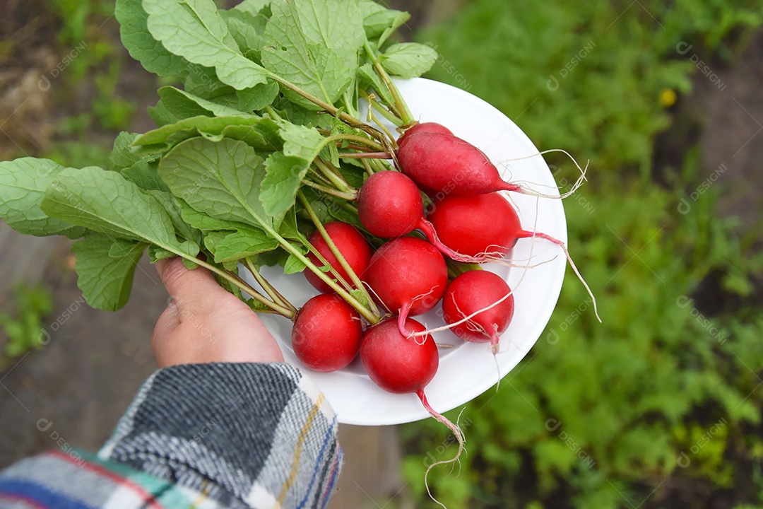 Prato branco cheio de rabanetes vermelhos sobre fundo de horta