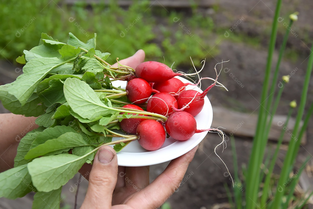 Nas mãos de um agricultor um rabanete recém colhido num prato branco