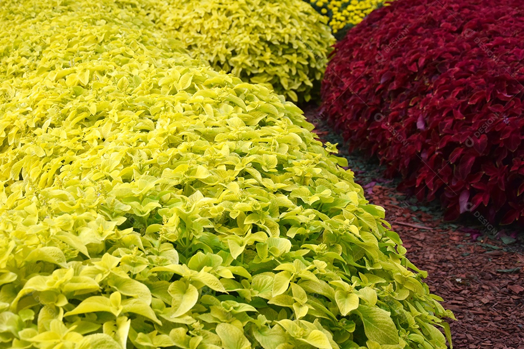 Jardim de ervas em um dia ensolarado fundo lindo floral