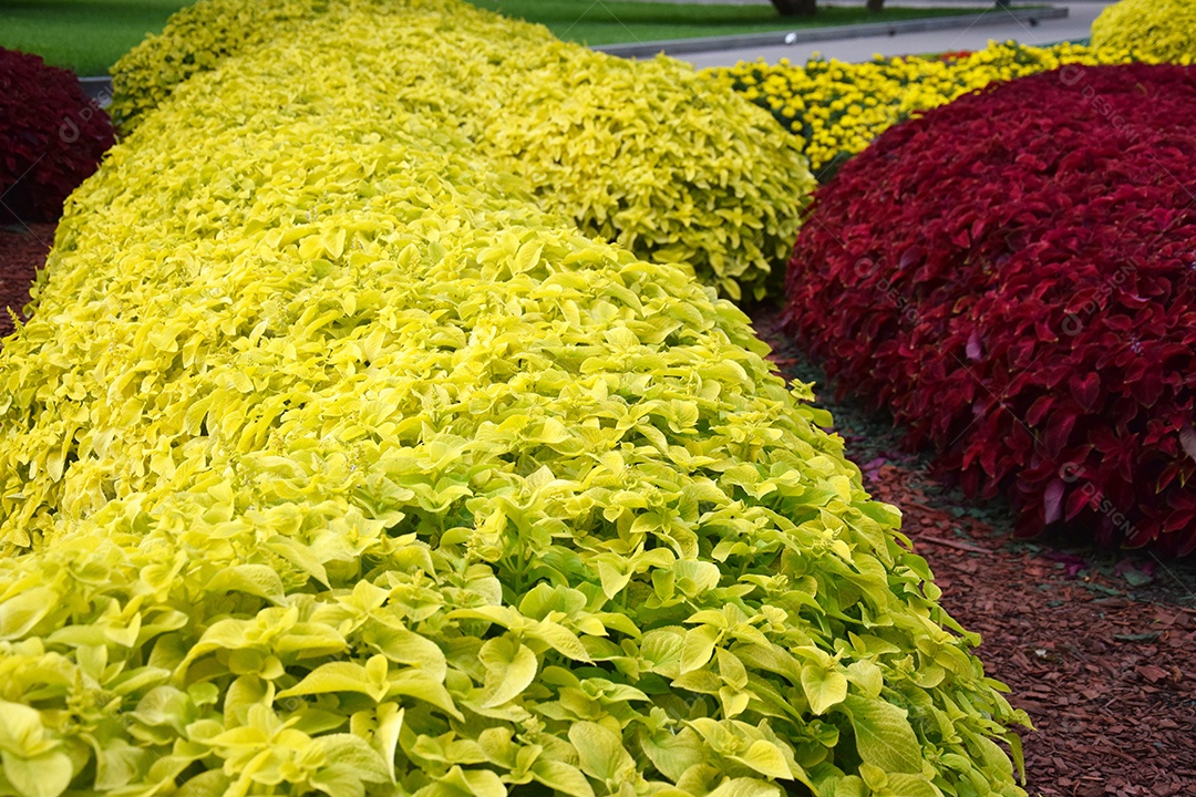 Jardim de ervas em um dia ensolarado de verão