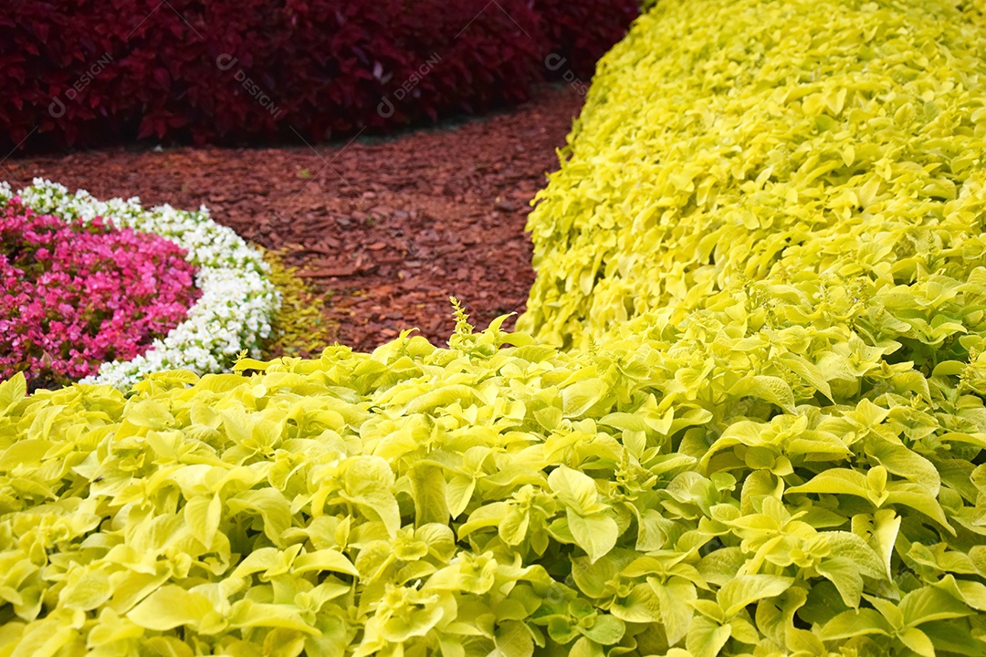 Muitas folhas verdes e bordo