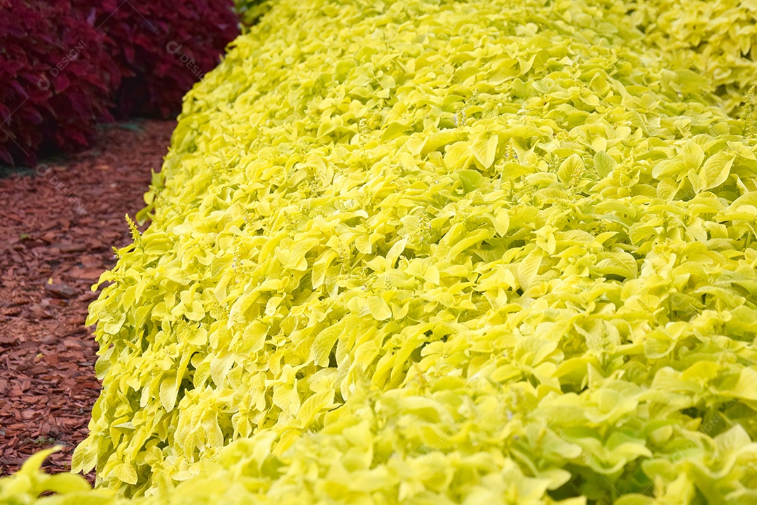 Jardim de ervas em um dia ensolarado de verão