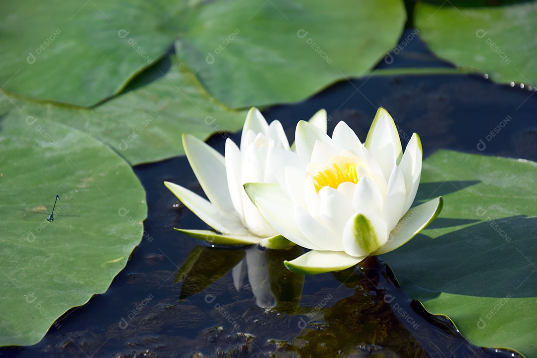 Planta Nenúfares folhas verdes em um lago com flores de lótus brancas