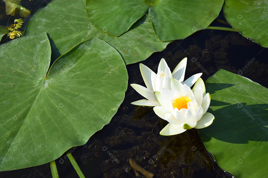Flor de lótus e nénufar de folhas verde no rio