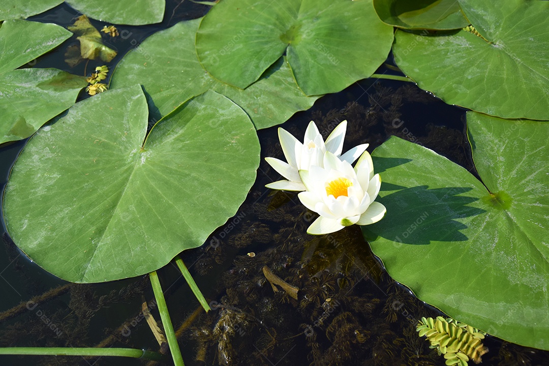 Nénufares verdes em lago com flor de lótus branca