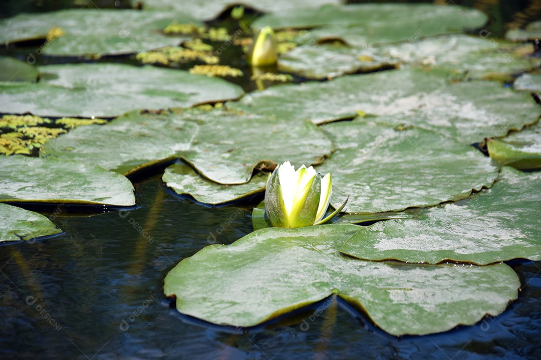 Nénufares verdes em lago com flor de lótus branca