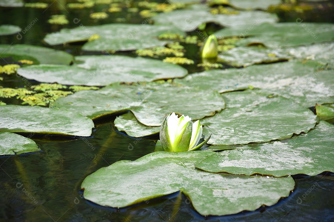 Nénufares verdes em lago com flor de lótus branca