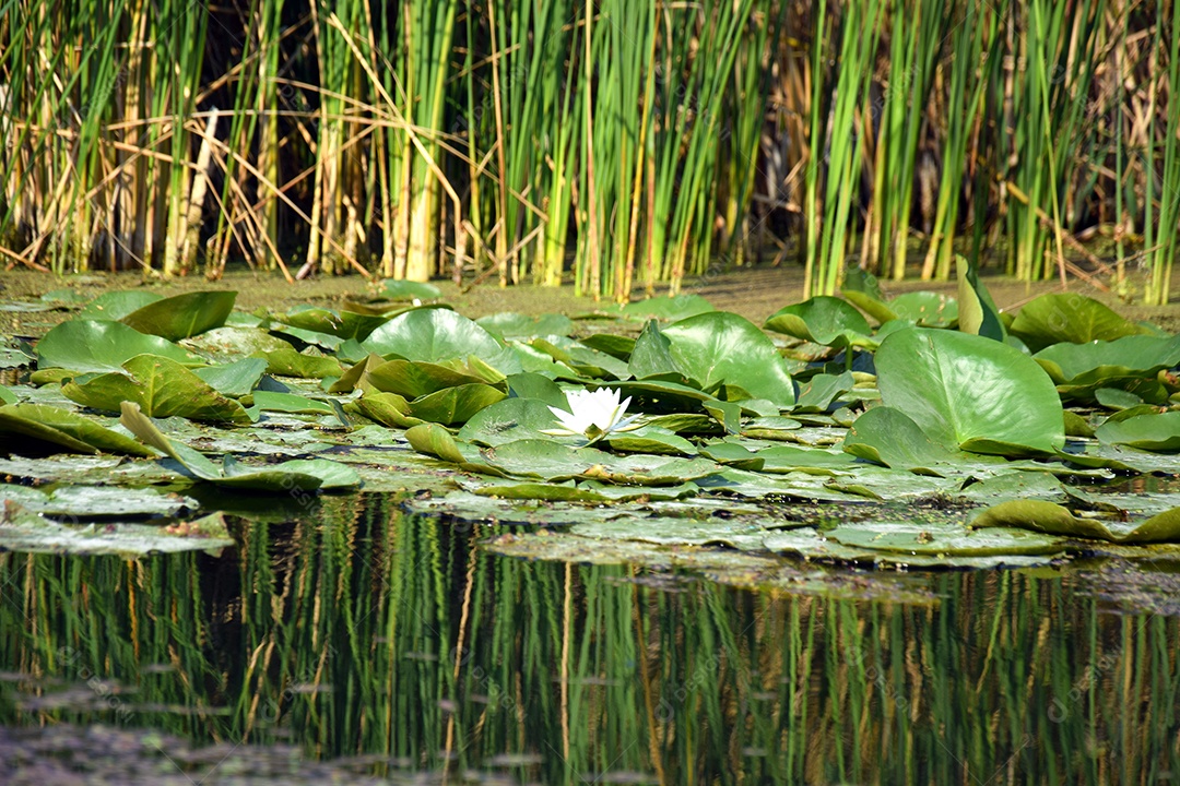 Nenúfares folhas verdes em um lago com flores de lótus brancas