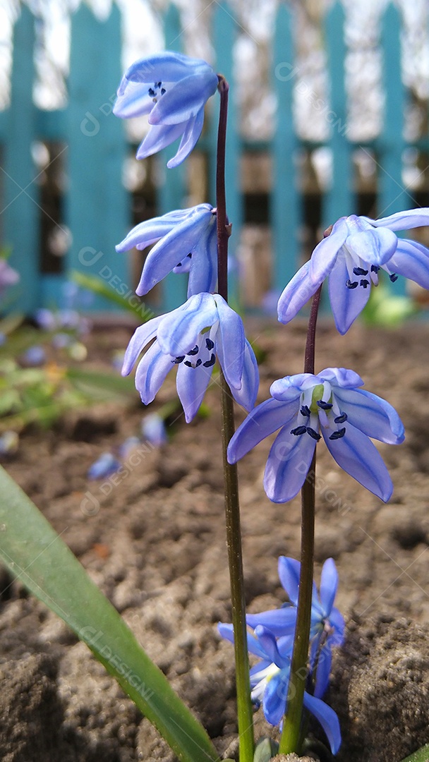 Flores do sino azul sobre fundo de jardim com cerca azul