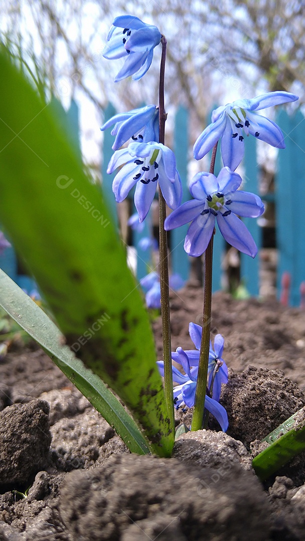 Flor de neve azul no jardim contra uma cerca de madeira azul