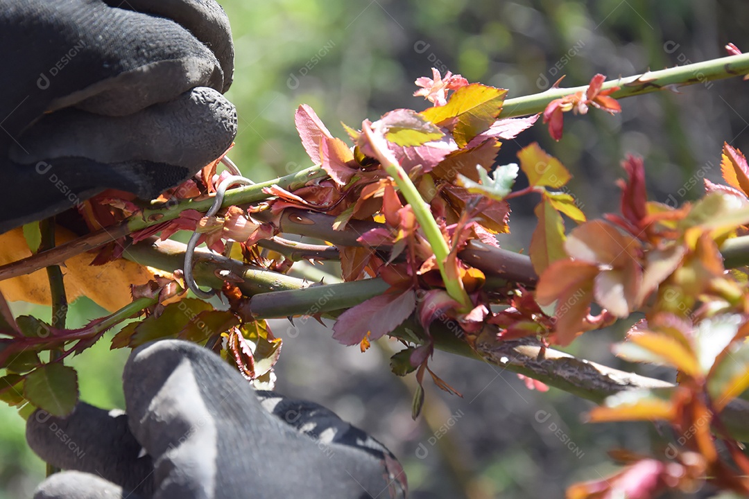 Um homem corta uma roseira e trabalha num jardim na primavera. Foco seletivo.
