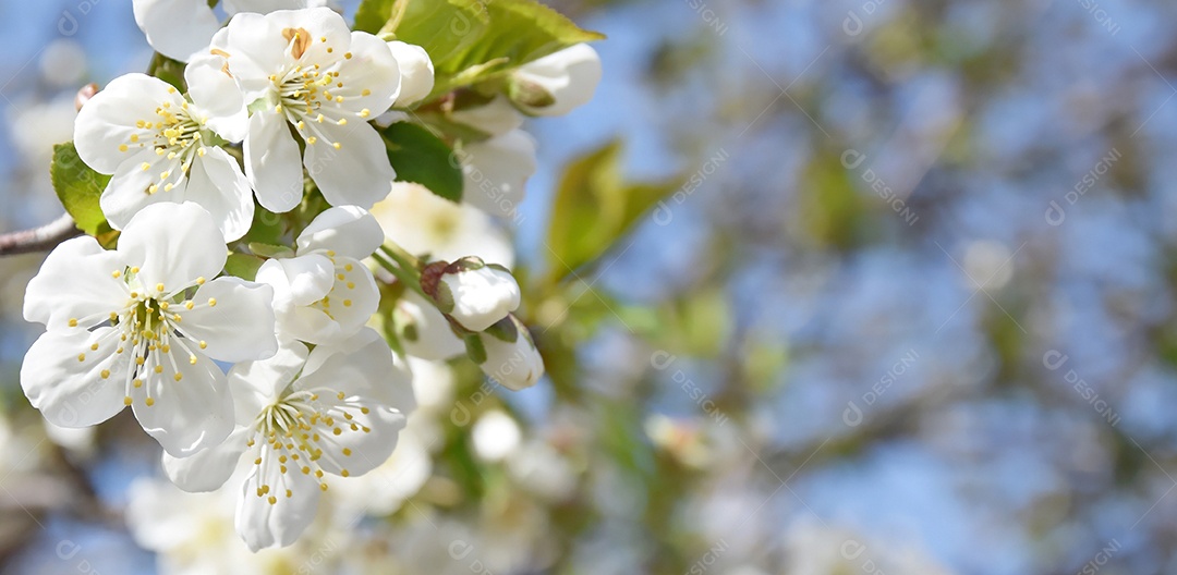 Close-up de flores de cerejeira branca contra um céu azul. Primavera, a estação das árvores floridas.