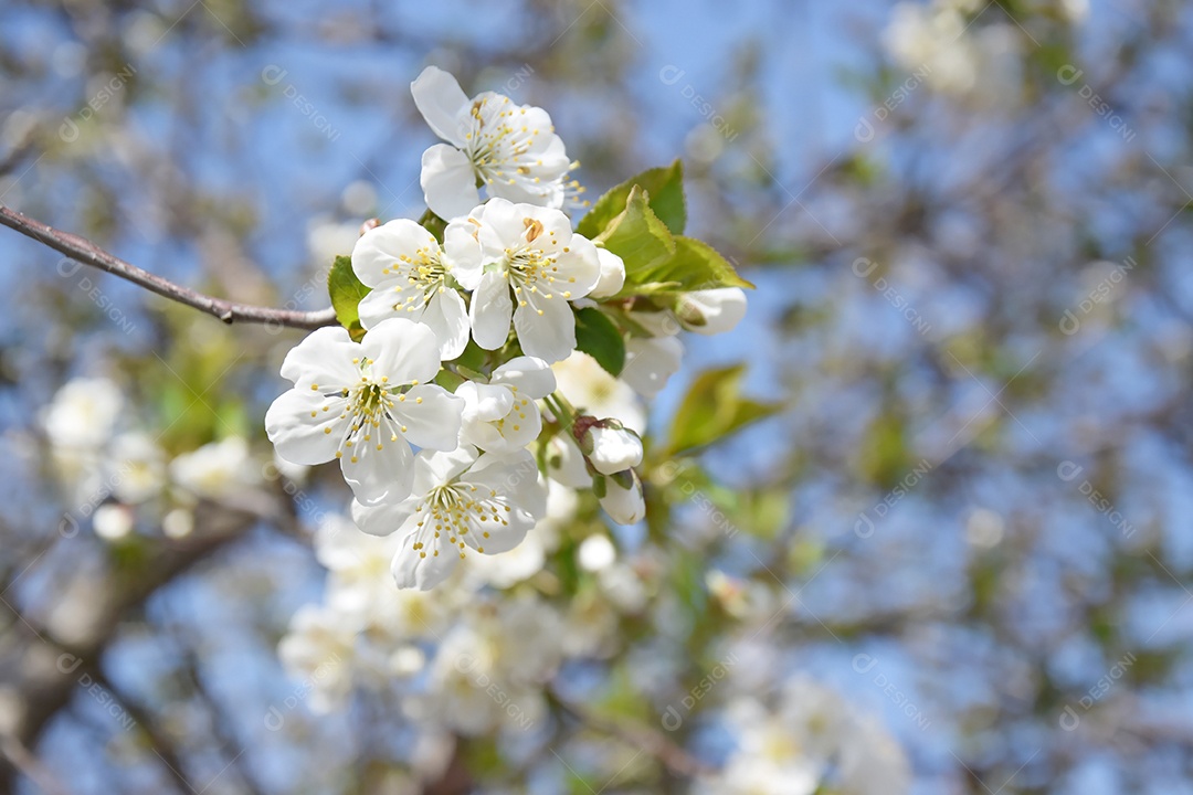 Close-up de flores de cerejeira branca contra um céu azul. Primavera, a estação das árvores floridas.