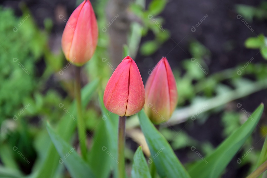 Tulipas vermelhas no jardim da casa em um dia ensolarado. Primavera, as plantas ganham vida.