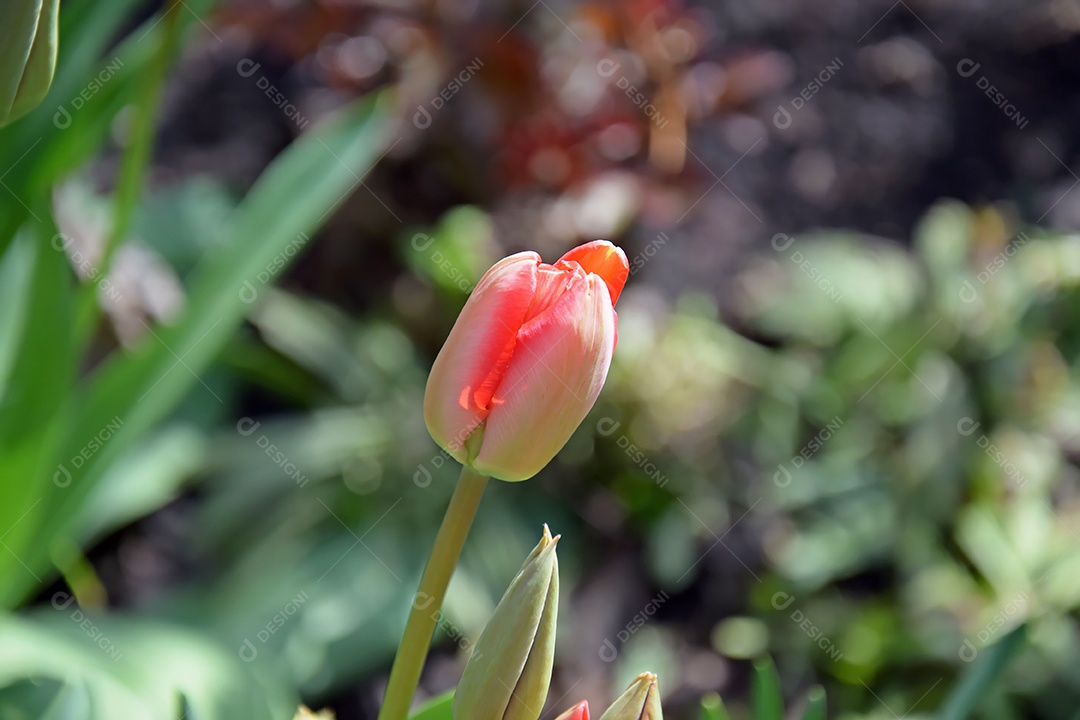 Tulipas vermelhas no jardim da casa em um dia ensolarado. Primavera, as plantas ganham vida.