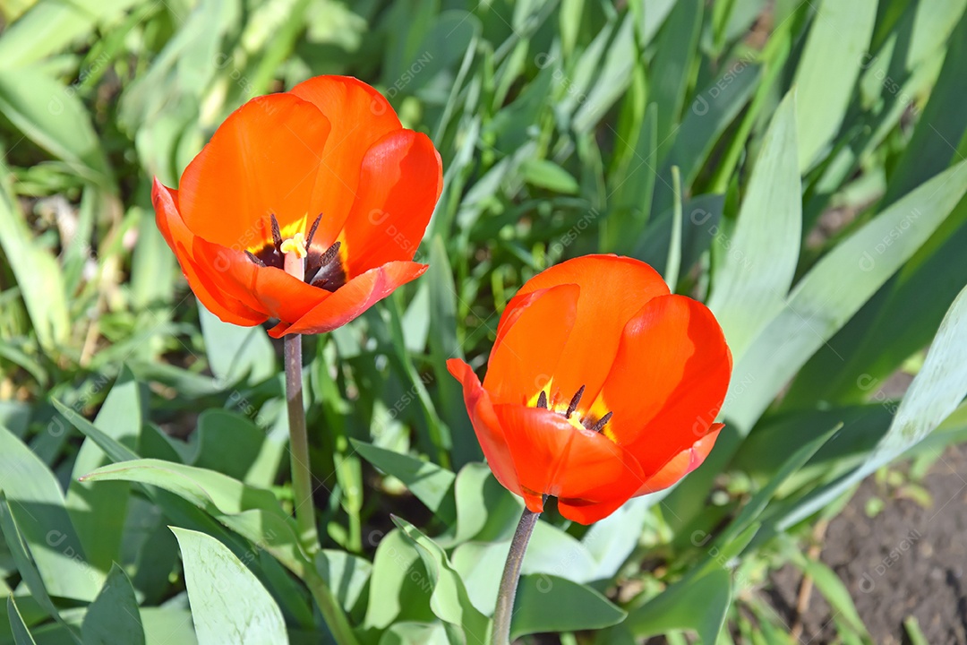 Tulipas vermelhas no jardim da casa em um dia ensolarado. Primavera, as plantas ganham vida.