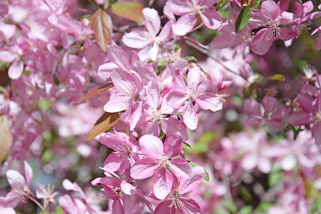 Close-up de flores de macieira rosa contra um céu azul. Primavera, a estação das árvores floridas.