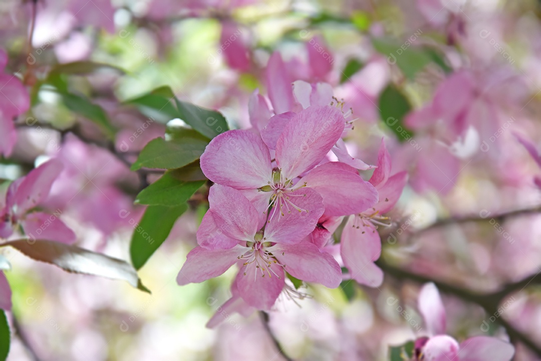 Close-up de flores de macieira rosa contra um céu azul. Primavera, a estação das árvores floridas.