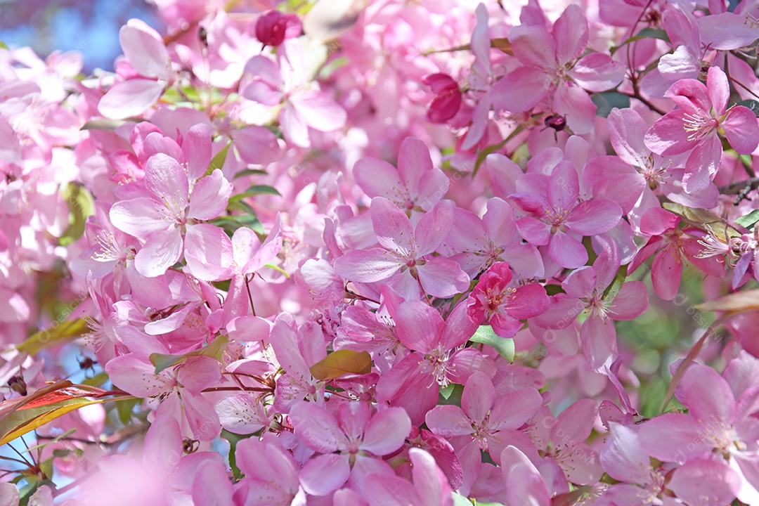 Close-up de flores de macieira rosa contra um céu azul. Primavera, a estação das árvores floridas.