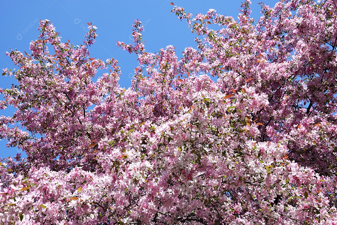 Close-up de flores de macieira rosa contra um céu azul. Primavera, a estação das árvores floridas.