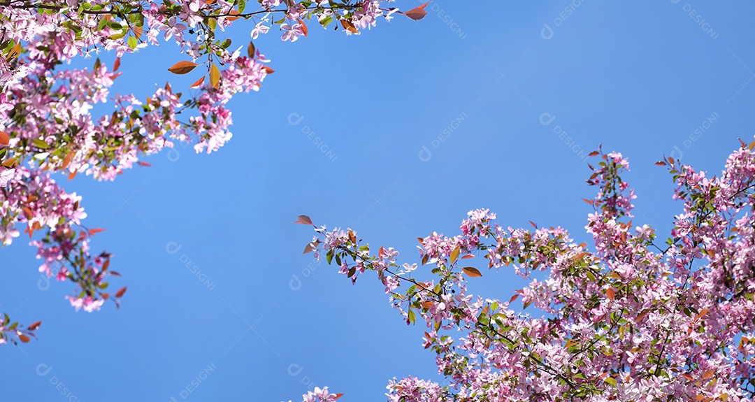 Close-up de flores de macieira rosa contra um céu azul. Primavera, a estação das árvores floridas.