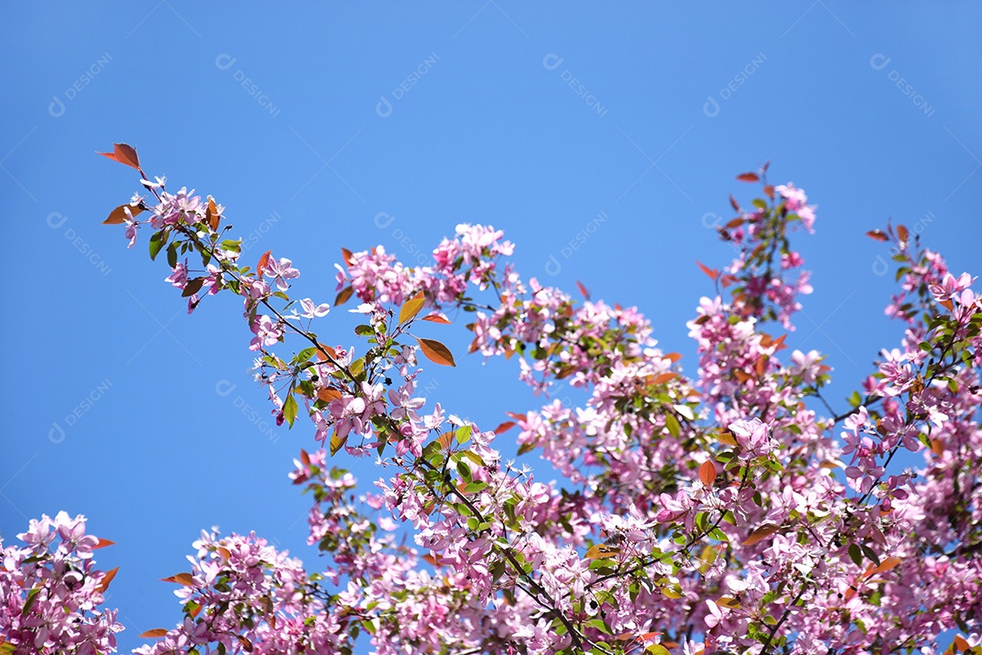 Galhos de flores cor de rosa da macieira contra céu azul