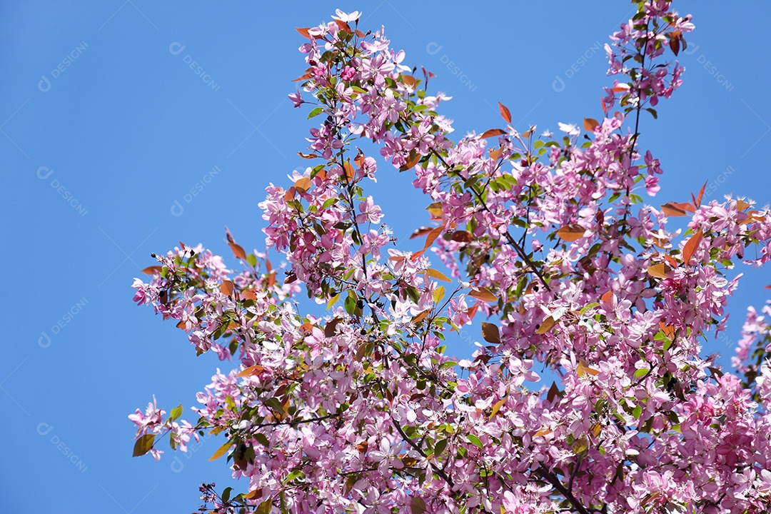 Flores cor-de-rosa da macieira contra um céu azul