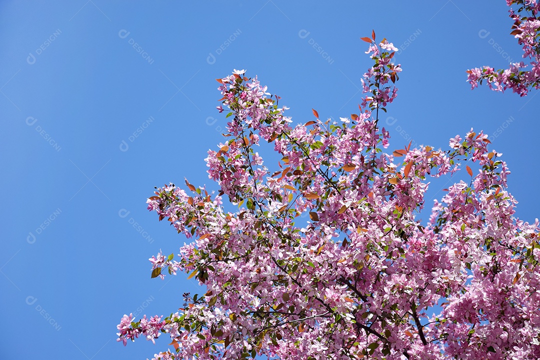 Flores cor-de-rosa da macieira contra um céu azul