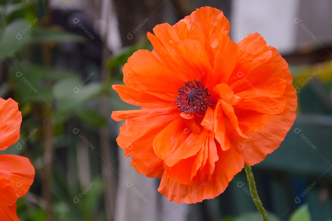 Flor de Papoila sobre fundo verde de natureza
